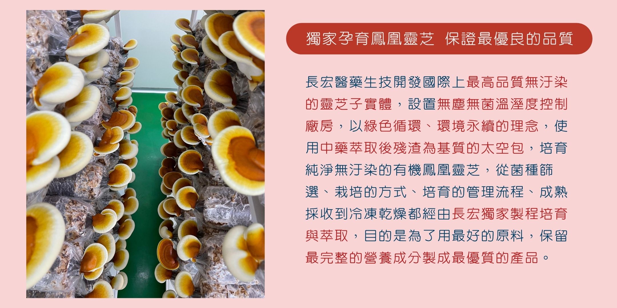 提升記憶力